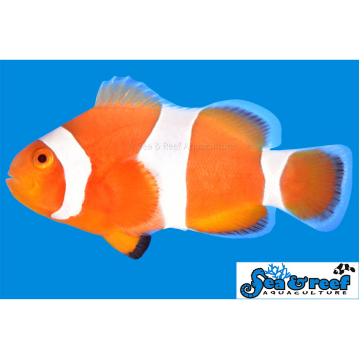 Tangerine Ocellaris Clownfish