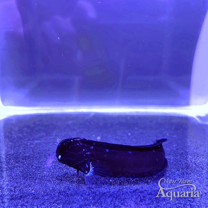 Tribal Blenny