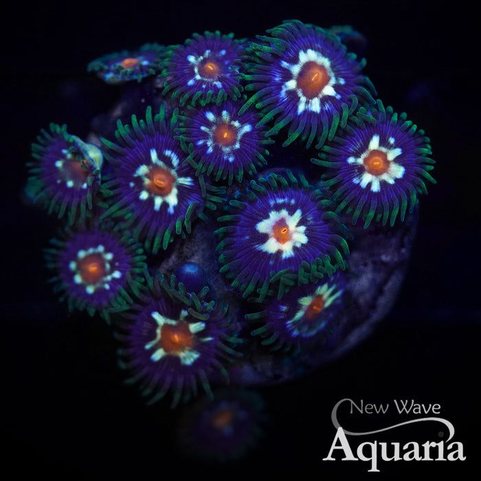 039 Daisy Cutter Zoa