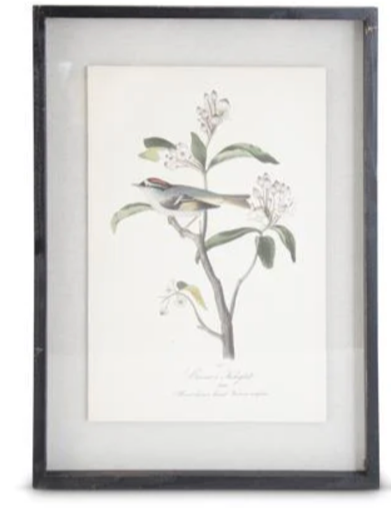 22" Framed Bird Print - Madison's Niche