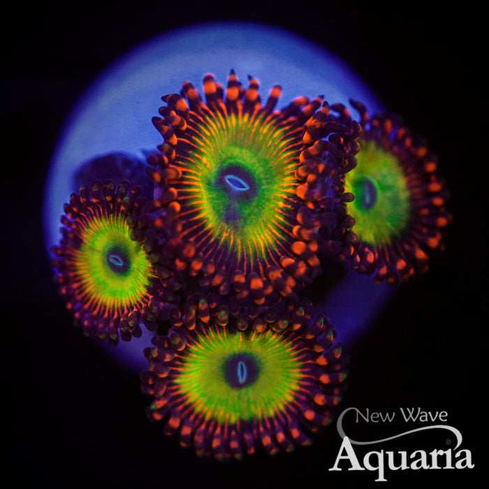 504: Candy Apple Red Zoa