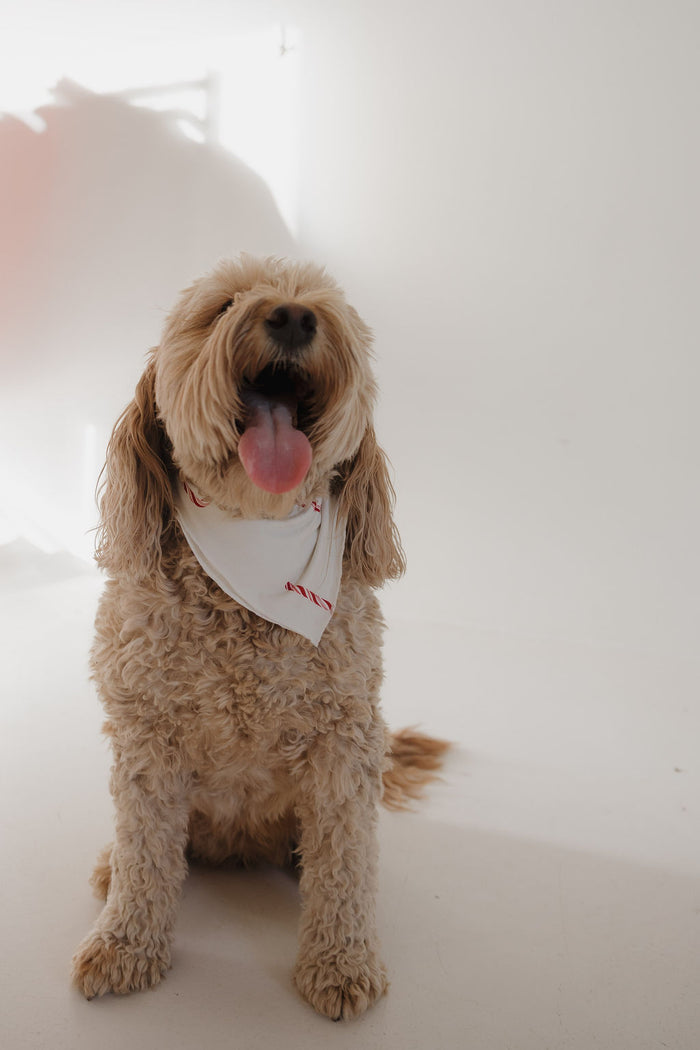 A fluffy, light brown dog with curly fur sits on a white floor, panting happily and wearing the forever french baby Bamboo Bandana | Candy Cane—a cheerful holiday accessory with red trim—in a bright, minimal space.