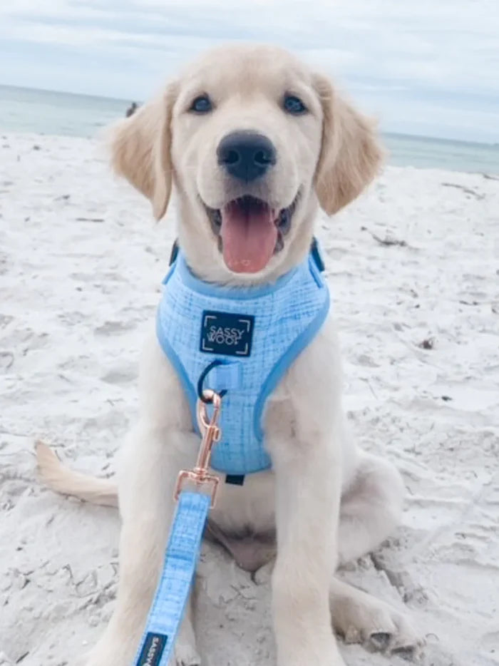Blue Adjustable Harness - Madison's Niche