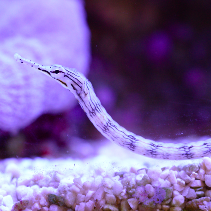 Dragonface Pipefish