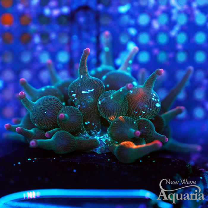 ECC Nexus Burst Anemone