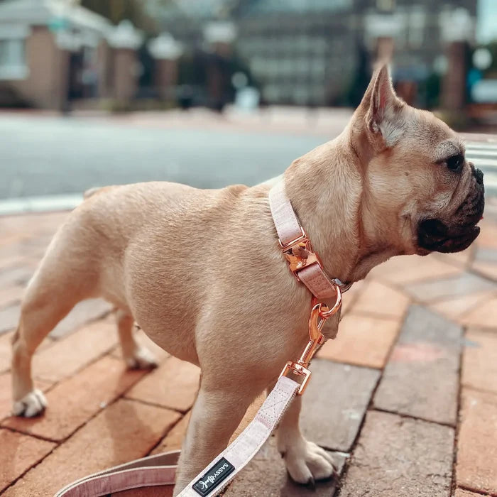 Pinot Dog Collar - Madison's Niche