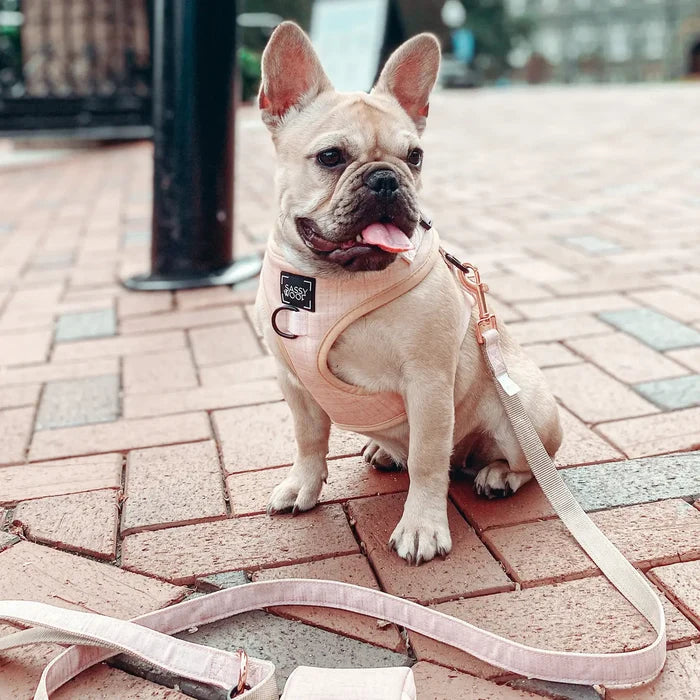 Pinot Fabric Leash - Madison's Niche