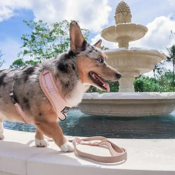 Pinot Fabric Leash - Madison's Niche