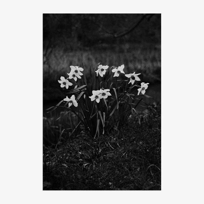The First Spring , Photograph by The First Spring Tappan