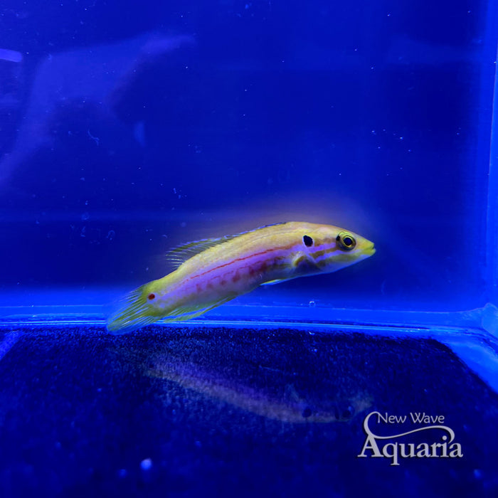 Yellow Candy (Twospot) Hogfish